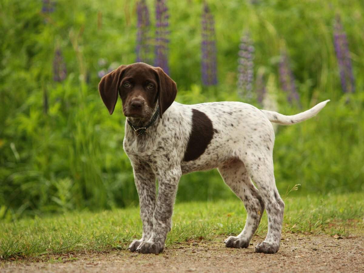 Английский пойнтер: одна из лучших охотничьих пород собак