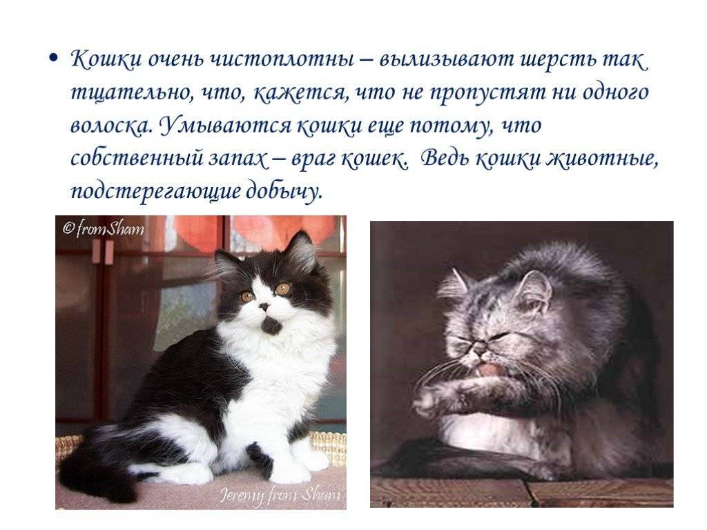 Когда кошки начинают умываться и почему могут отказаться мыться?