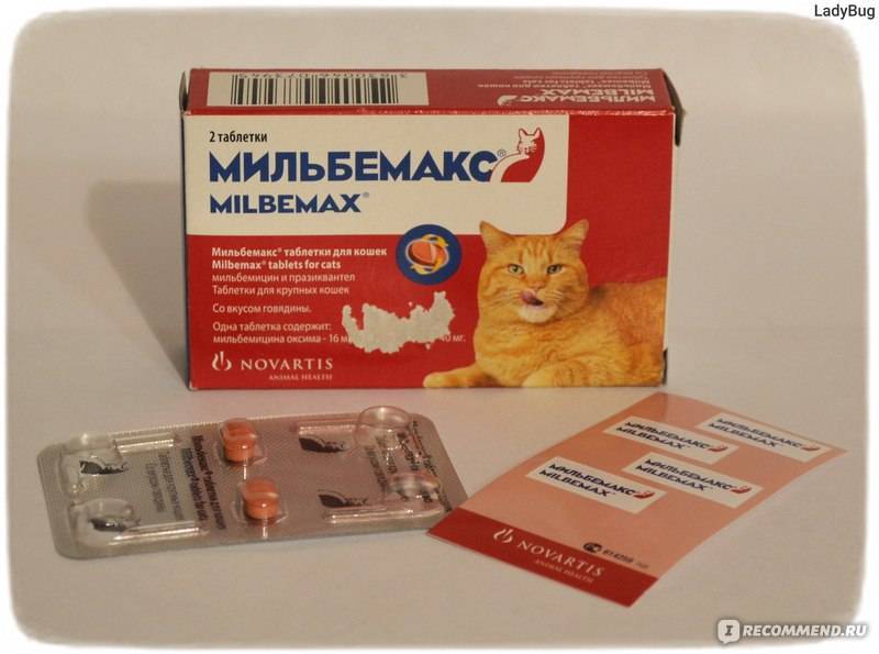 Коронавирусная инфекция у кошек