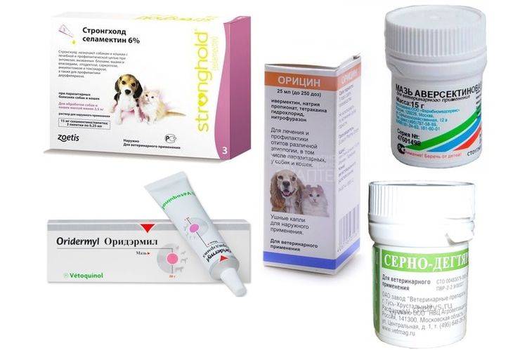 Отодектоз у собак: первые проявления и меры по лечению