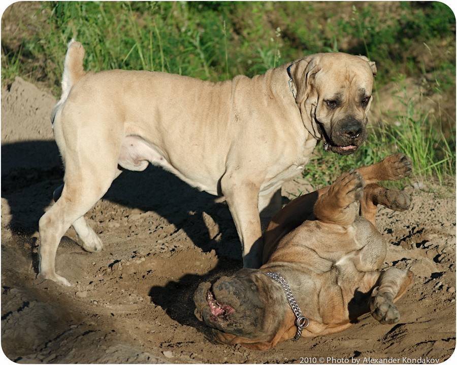 Обзор собак породы южноафриканский бурбуль: описание стандарта, содержание и фото