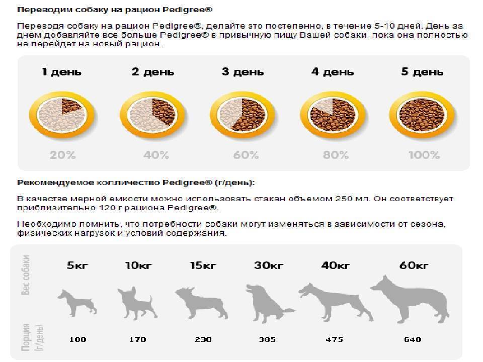 Особенности кормления взрослого и щенка лабрадора: сухое и натуральное питание
