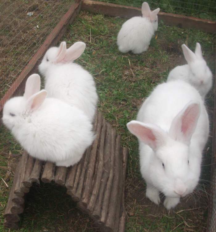 Породы кроликов (50+) для разведения в домашнем хозяйстве и в квартире