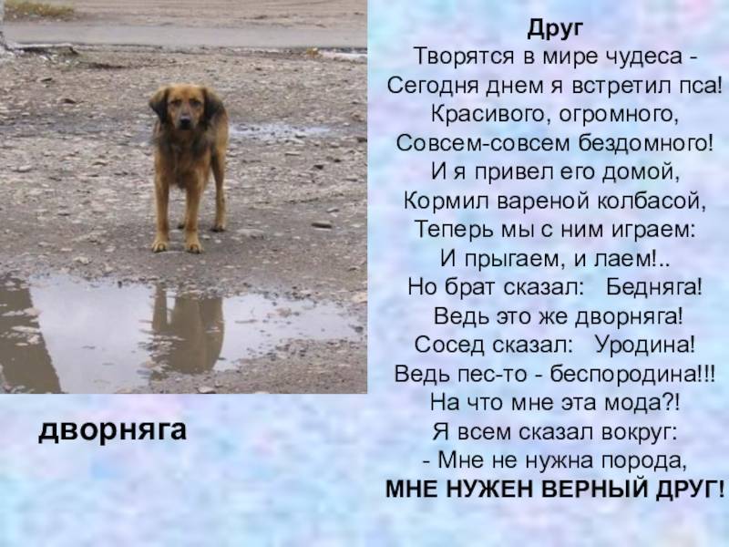 ᐉ 7 видов помесей или метисов овчарки: описание и фото, как отличить метиса от породистого пса - kcc-zoo.ru