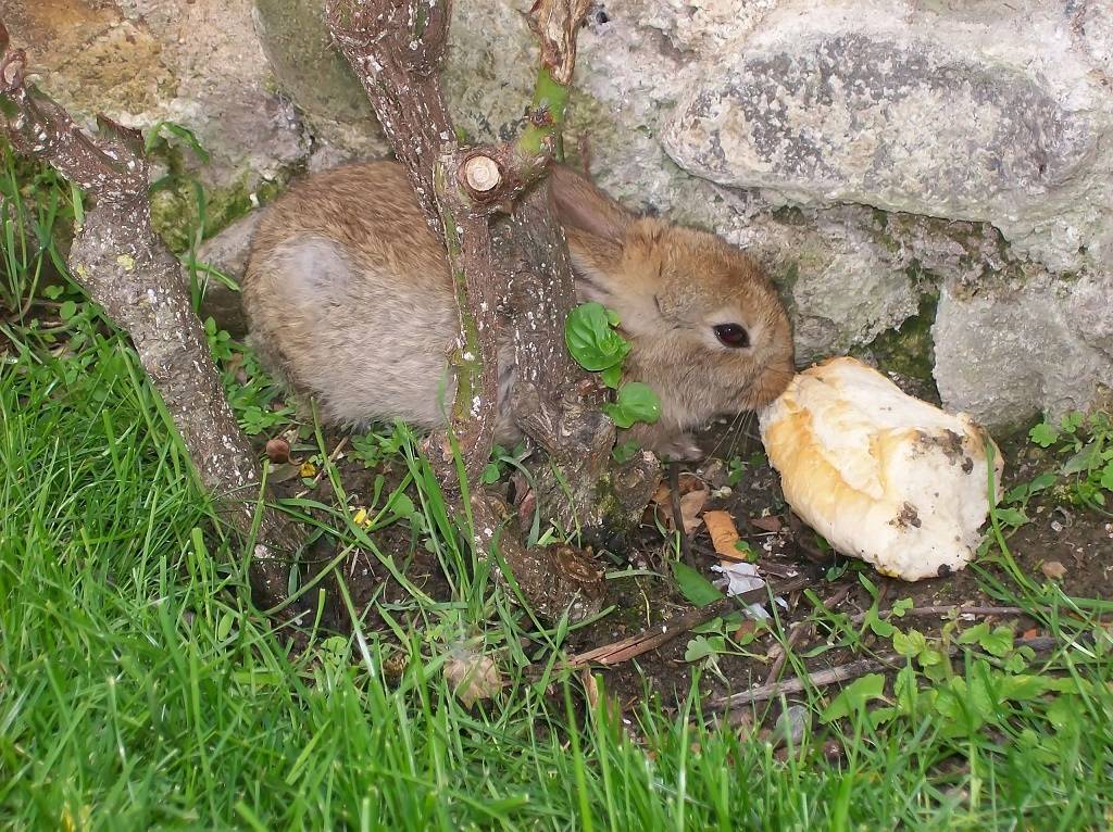 ✅ можно ли кроликам черный хлеб. допустимо ли кормление кроликов хлебом или сухарями - cvetochki-ulyanovsk.ru