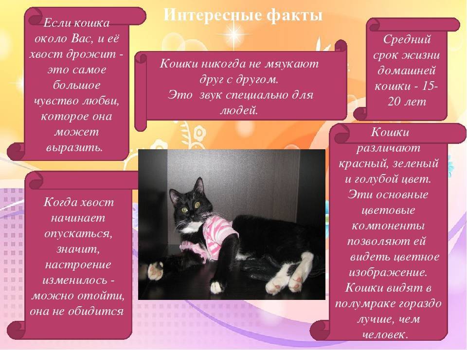 Как воспитывать кошку?