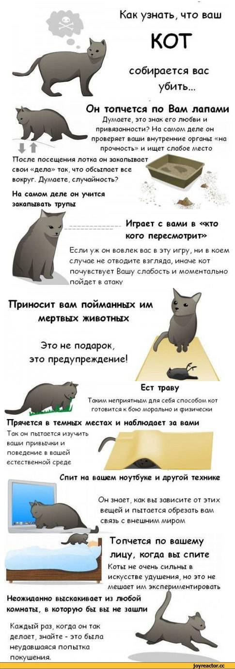 7 признаков, что кошка хочет кота