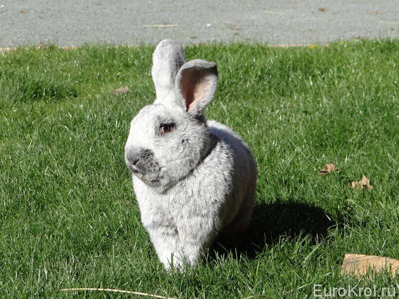 Особенности кролика породы большое светлое серебро