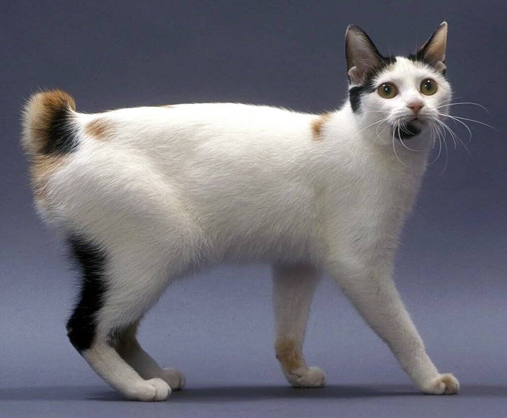 Японский бобтейл: описание и характер породы кошек, уход, фото