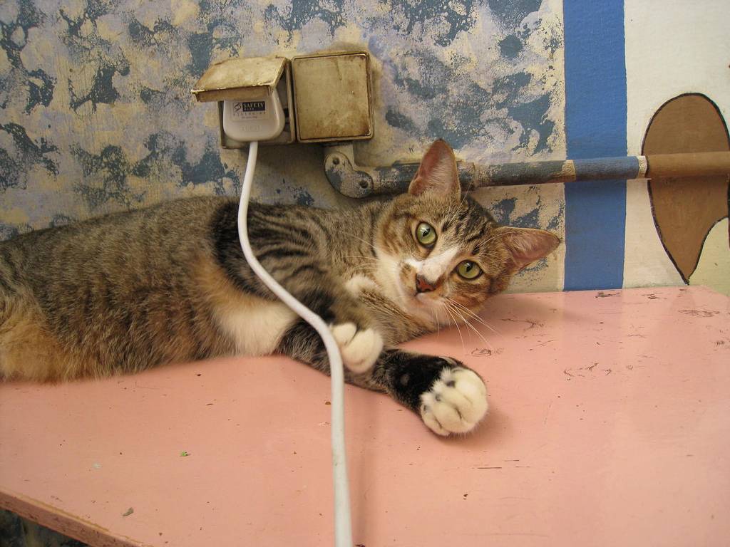 Почему кот грызет провода?