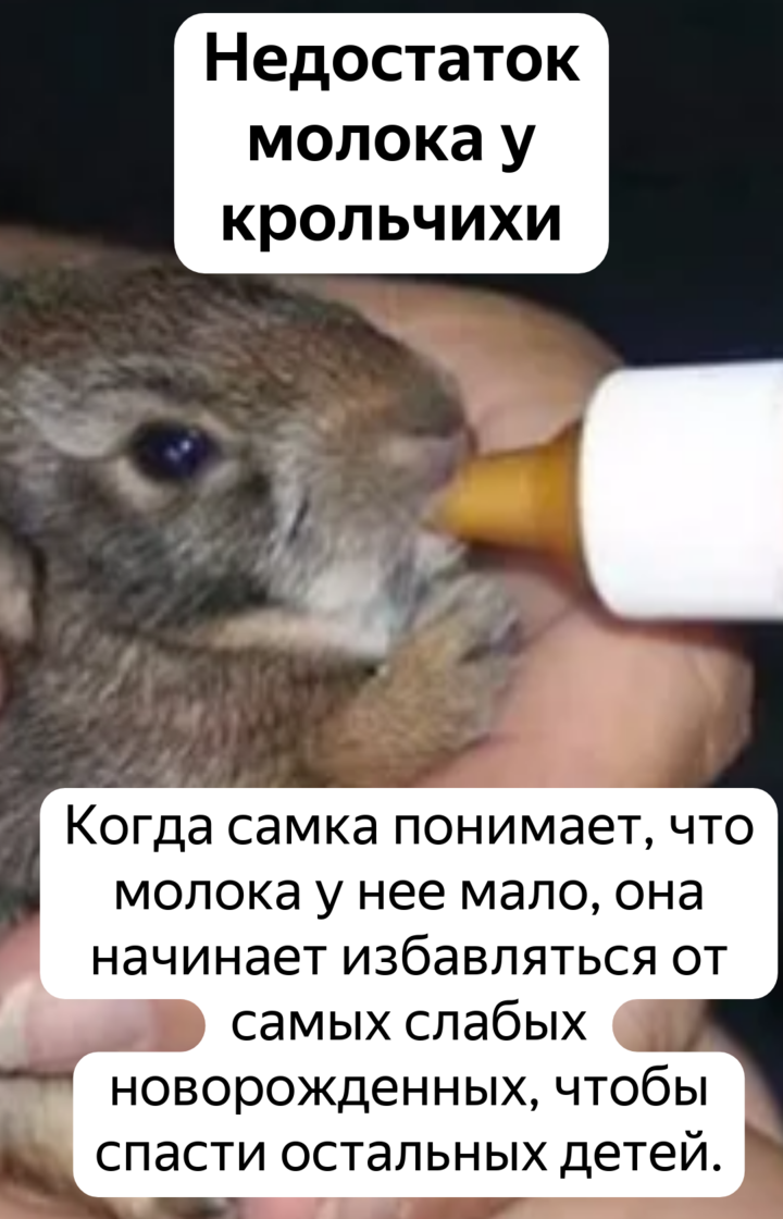 Уход за новорожденными крольчатами, содержание крольчихи после родов