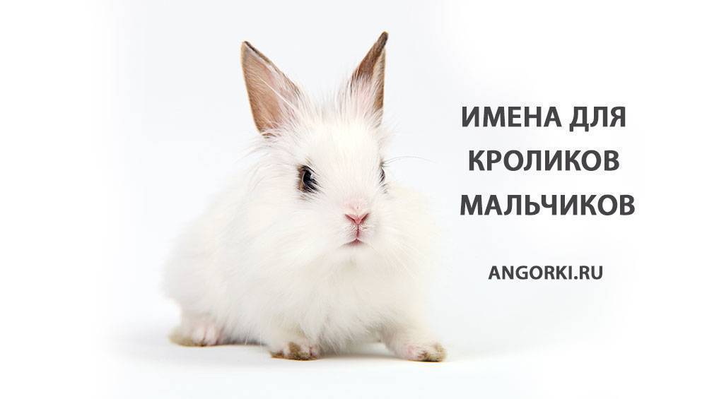 Какое имя можно дать декоративному кролику: лучшие имена мальчику и девочке