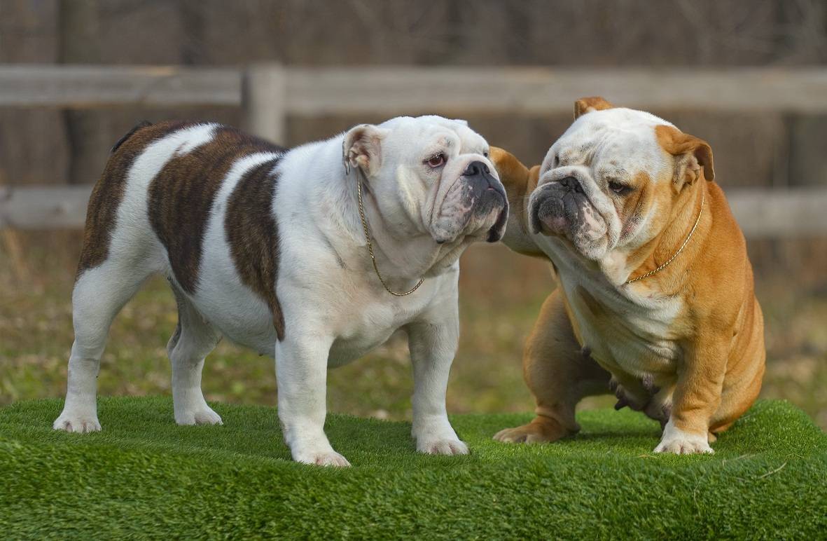 Самые крутые собаки - топ 10 крутых пород собак