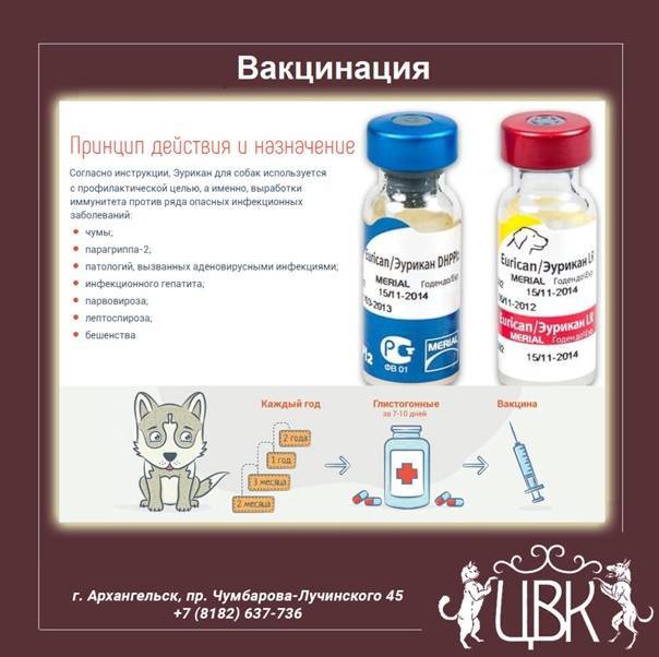 Продолжительность и принцип действия прививки против бешенства для кошек
