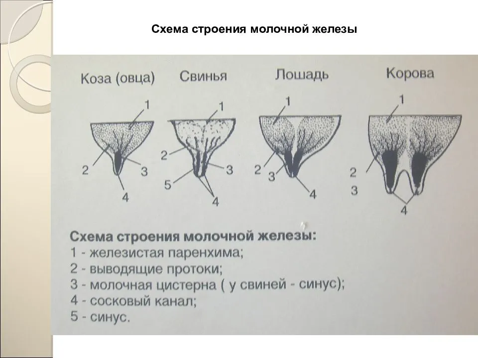 Ложная беременность и выделение молока из молочных желез: особенности и виды, признаки ложная беременность и выделение молока из молочных желез, диагностика и лечение | патологии | апиценна