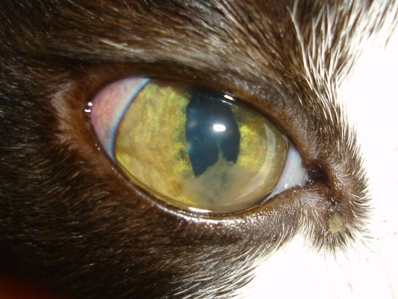 Болезни глаз у кошек: симптомы, лечение, фото
болезни глаз у кошек: симптомы, лечение, фото
