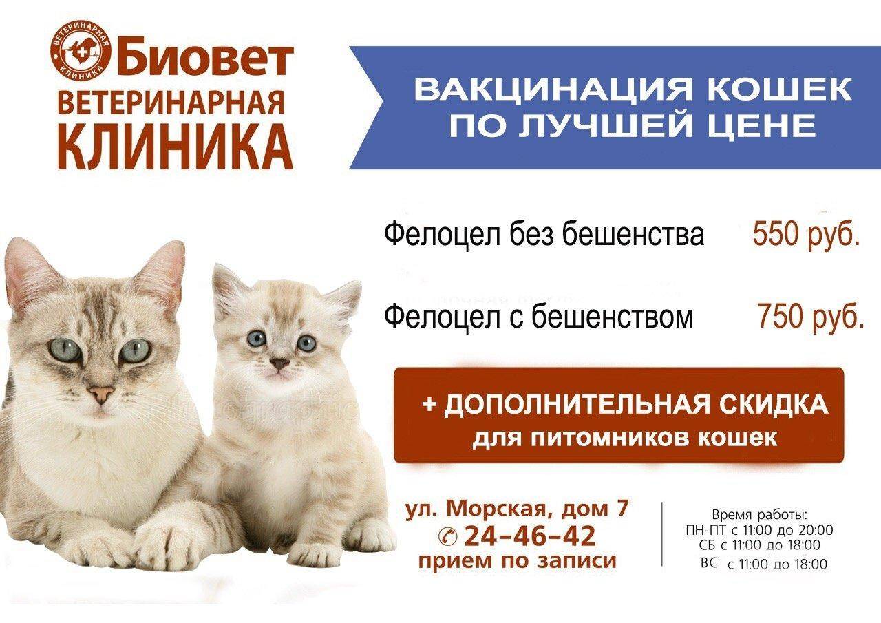 Акции в ветеринарных клиниках. Вакцинация кошек. Прививки для кошек. Вакцины для кошек акция. Сколько стоят прививки для кошек