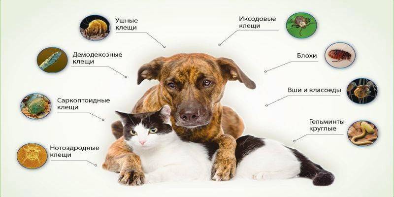 Пироплазмоз у кошек: симптомы и лечение болезни