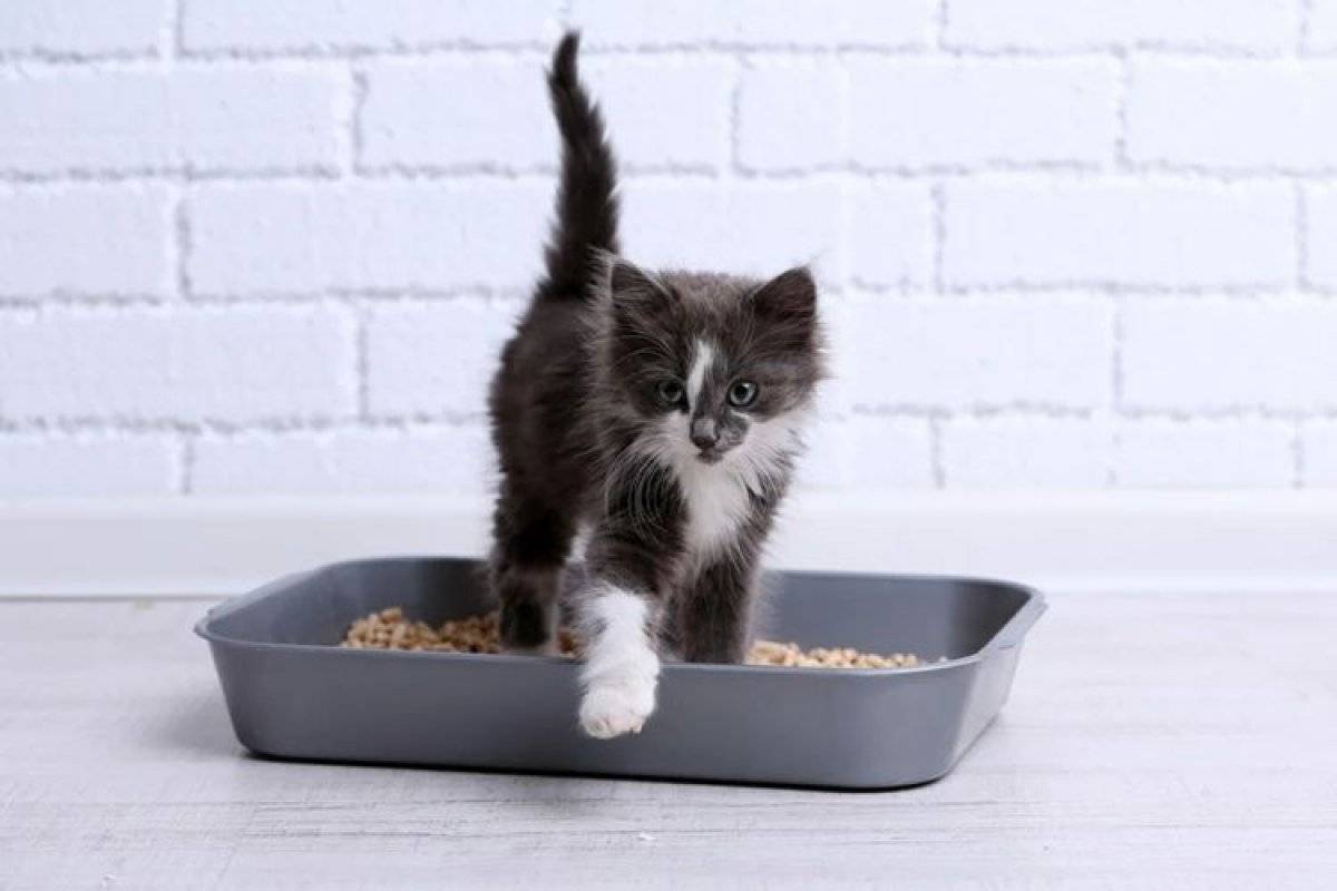 Как приучить котенка к лотку в квартире быстро и без проблем