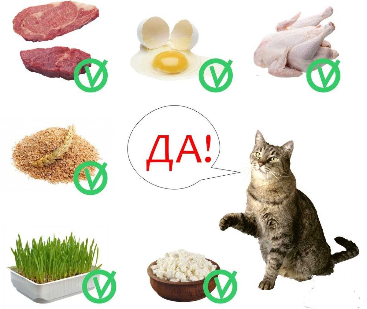 Натуральное питание для кошки. составление правильного рациона для кошки | нпк "скифф"