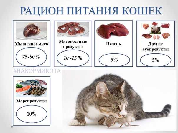 Китикет корм для кошек: состав и польза kitekat, отзывы ветеринаров и владельцев домашних питомцев