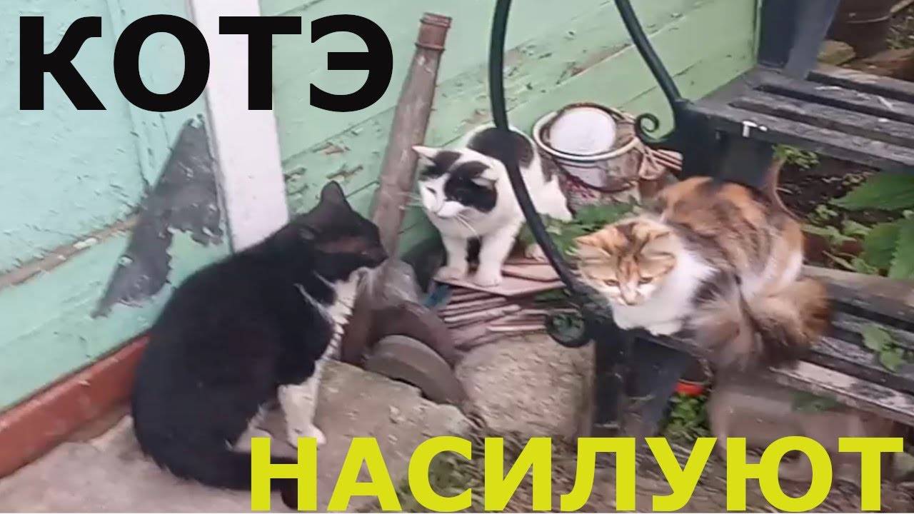 Почему кошка перестала просить кота
почему кошка перестала просить кота