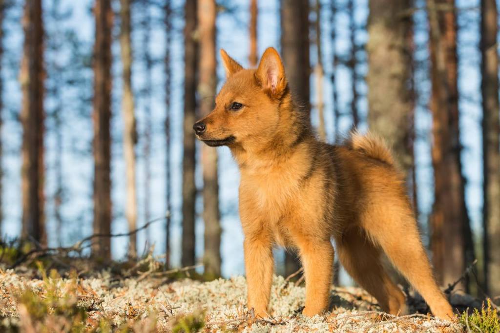 Карело-финская лайка: 115 фото, стандарты породы и правила выбора щенка