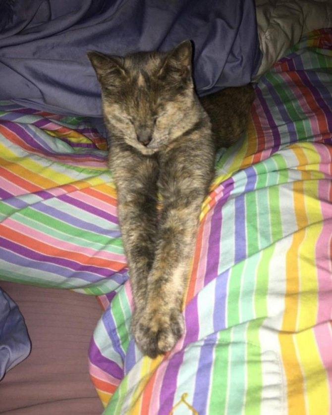 У кота судороги что делать?