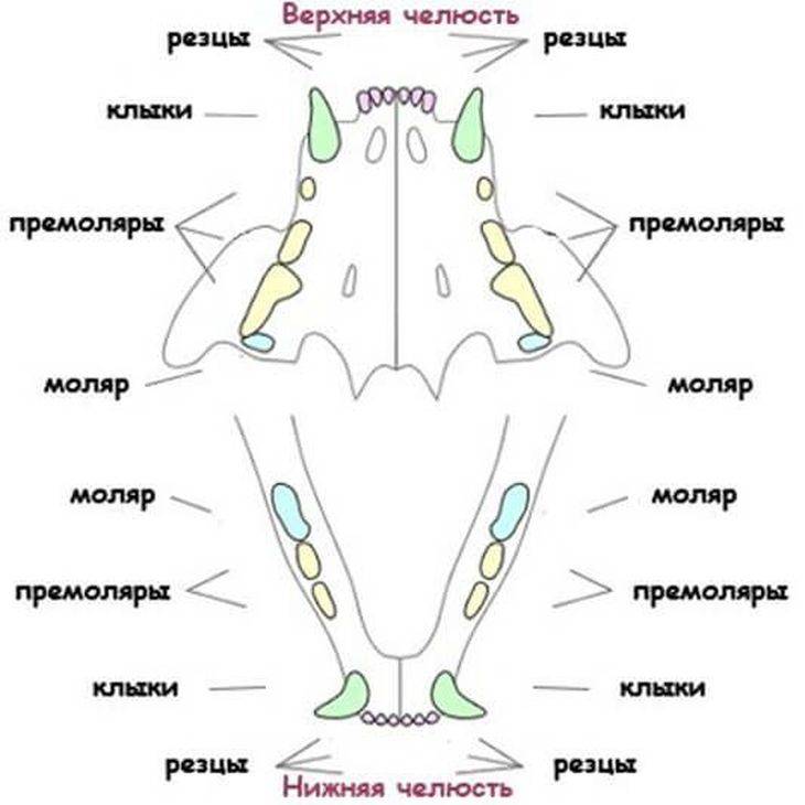 Как меняются молочные зубы у собак схема