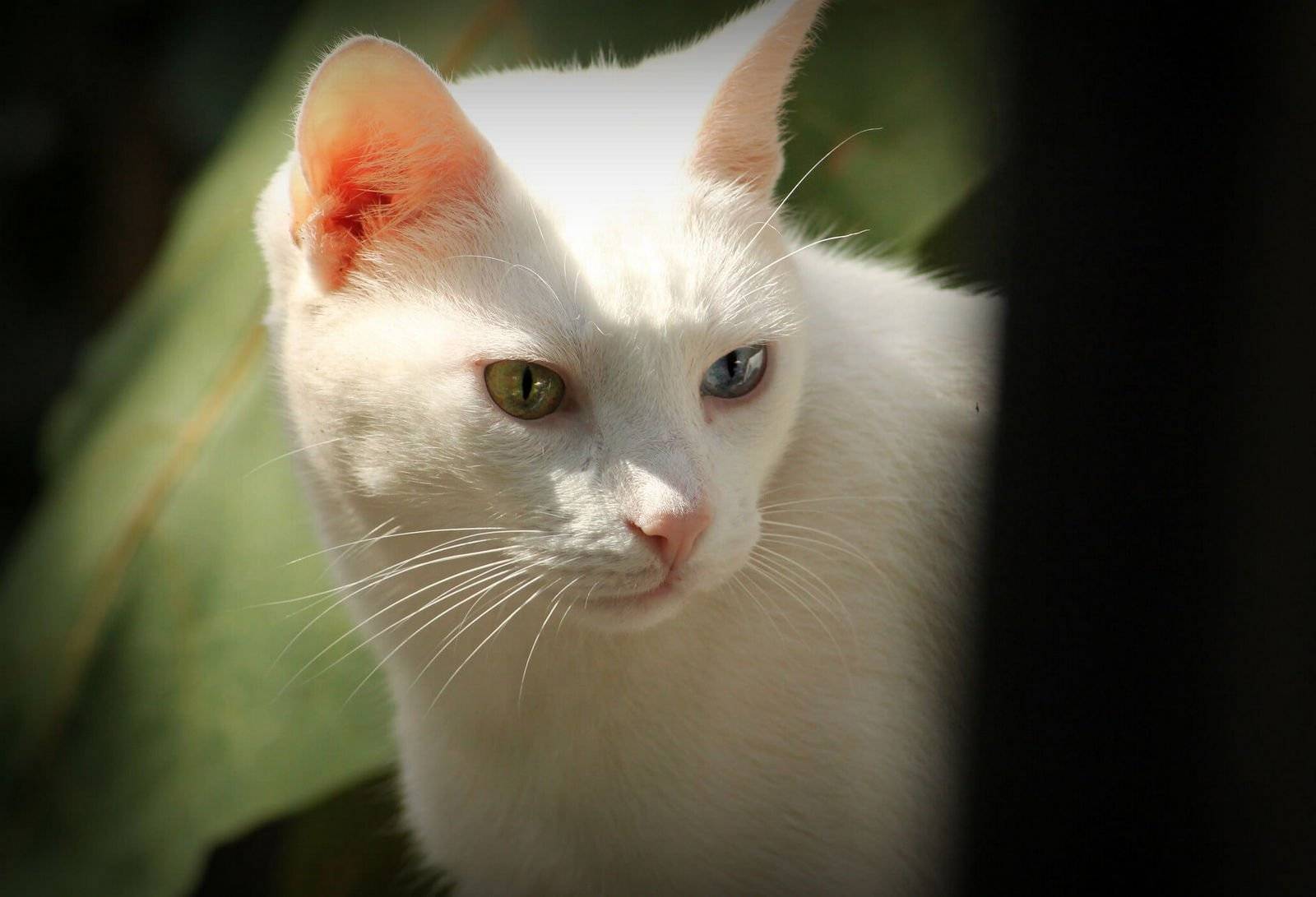Содержание и уход за белой домашней кошкой с разными глазами