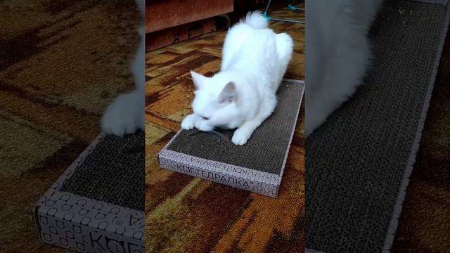 Как приучить взрослую кошку к когтеточке: быстро и просто | звери дома