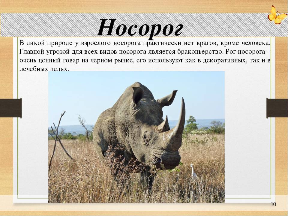 Яванский носорог: фото, описание, места обитания, образ жизни. интересные факты о носорогах - все о наших питомцах - 8 сентября - 43829767259 - медиаплатформа миртесен