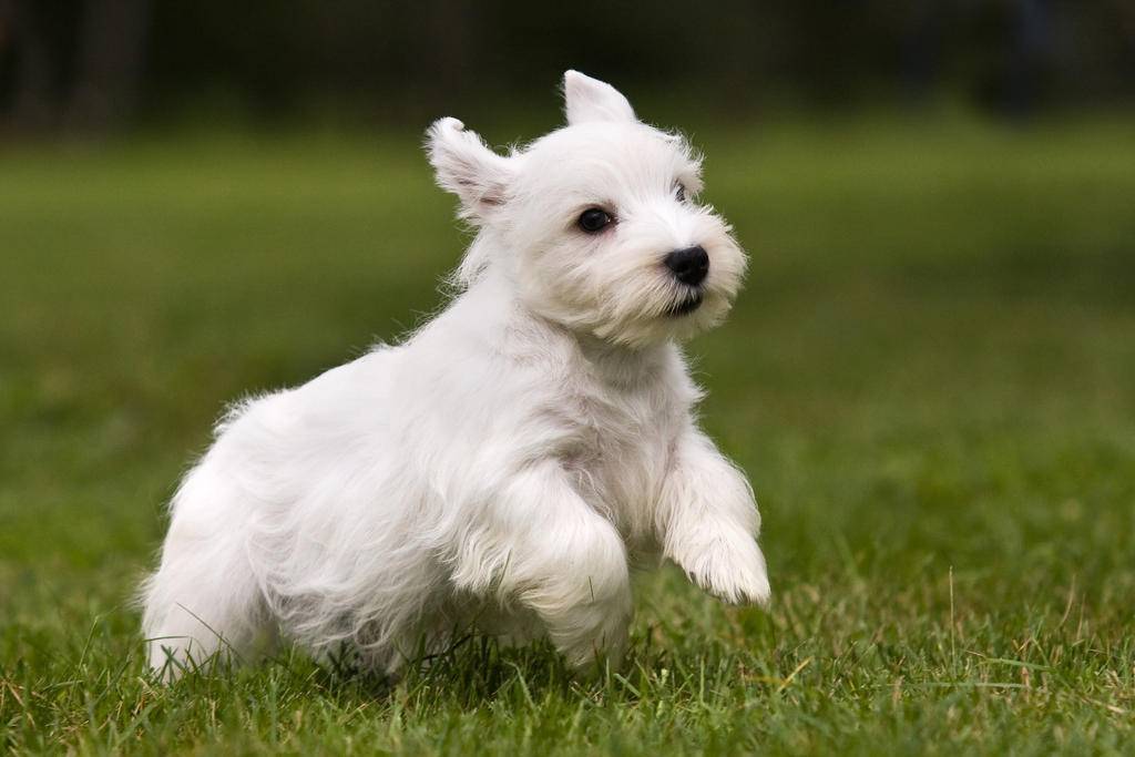 14 породы собак без запаха псины: неужели и вправду не пахнут и не линяют?