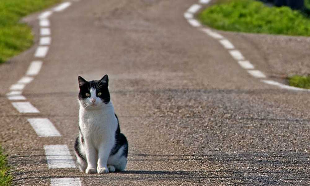 Кошка на дороге. Кошки находят дорогу домой. Котик на улице. Котик бежит. Беги дорогу найдя