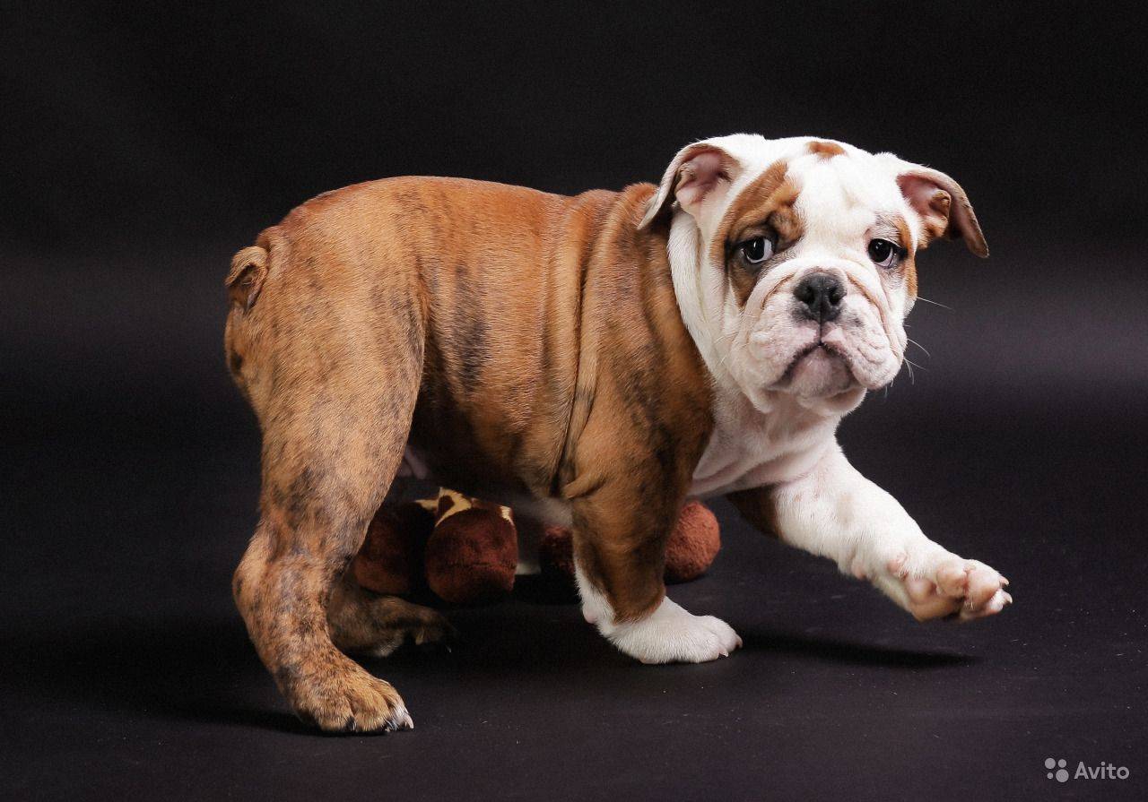 Староанглийский бульдог. все про породу собаки, фото и правила содержания . metro