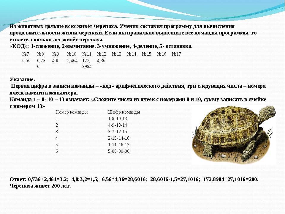 Красноухая черепаха: уход в домашних условиях, кормление, болезни