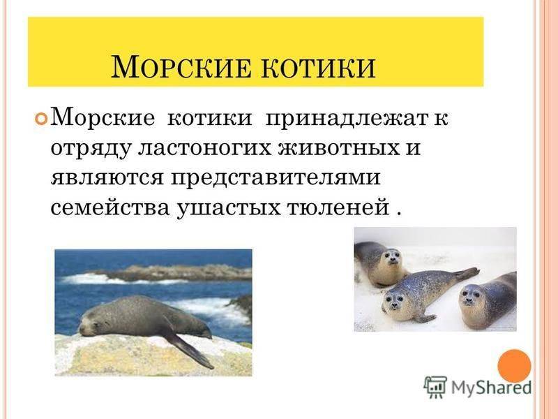 Тюлень