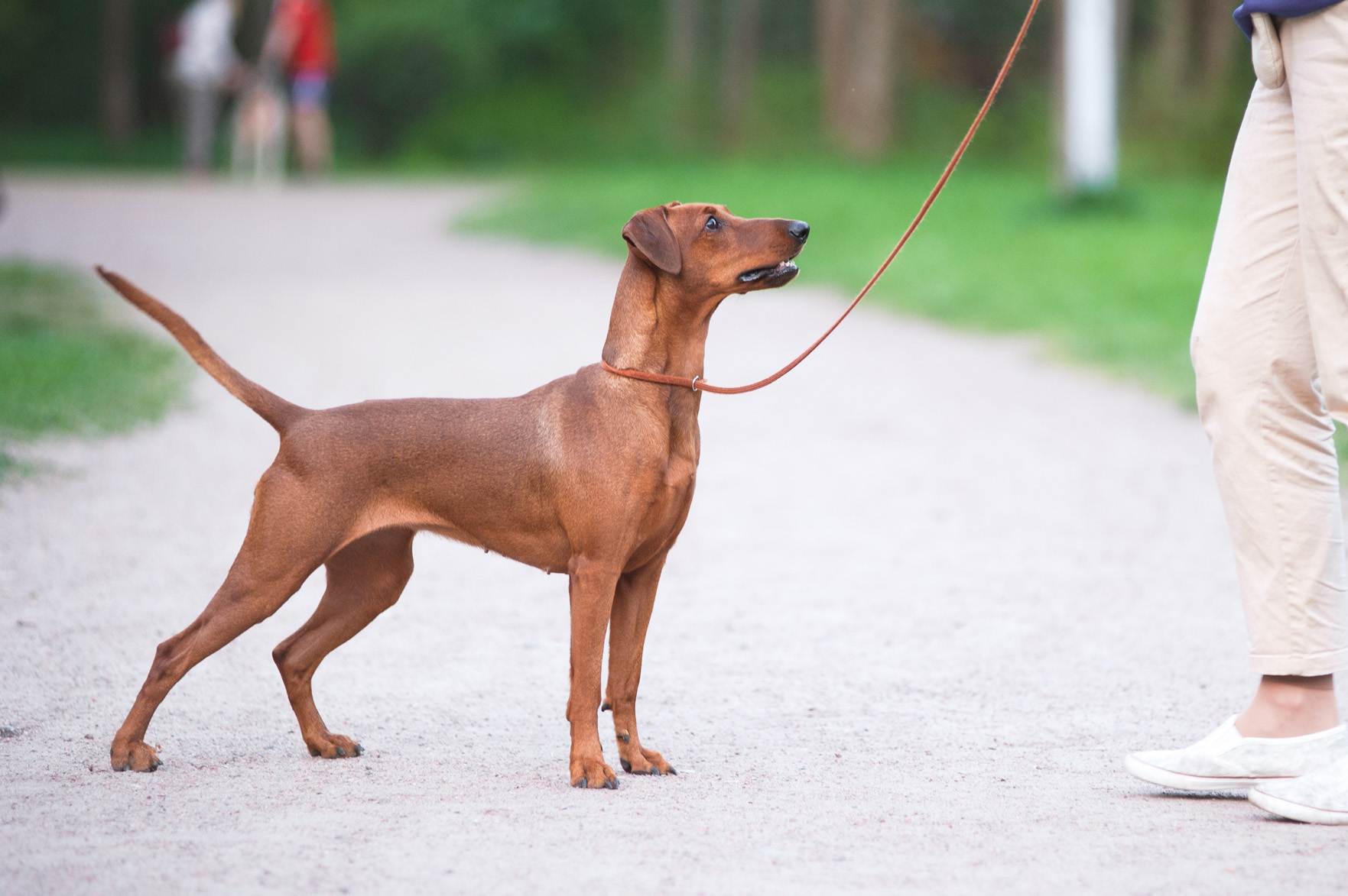 Немецкий пинчер: описание и характеристика породы собак, уход и содержание, отличия от цверга и добермана