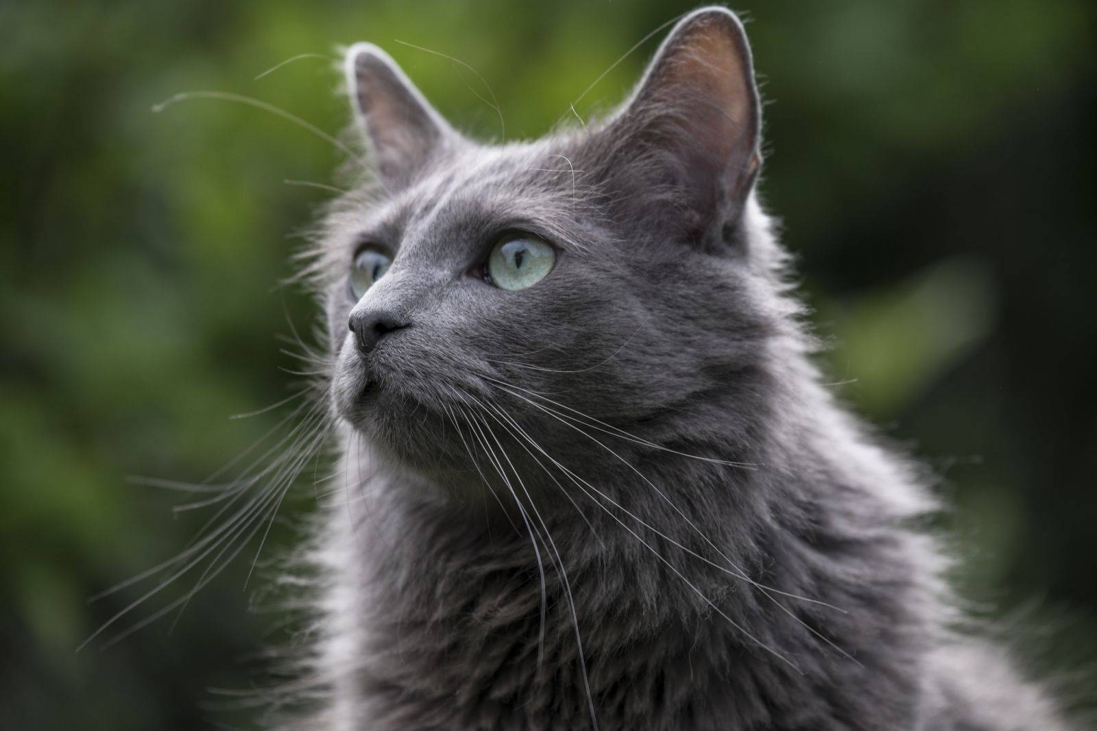 Кошки нибелунги: описание породы, характер, особенности ухода, история выведения