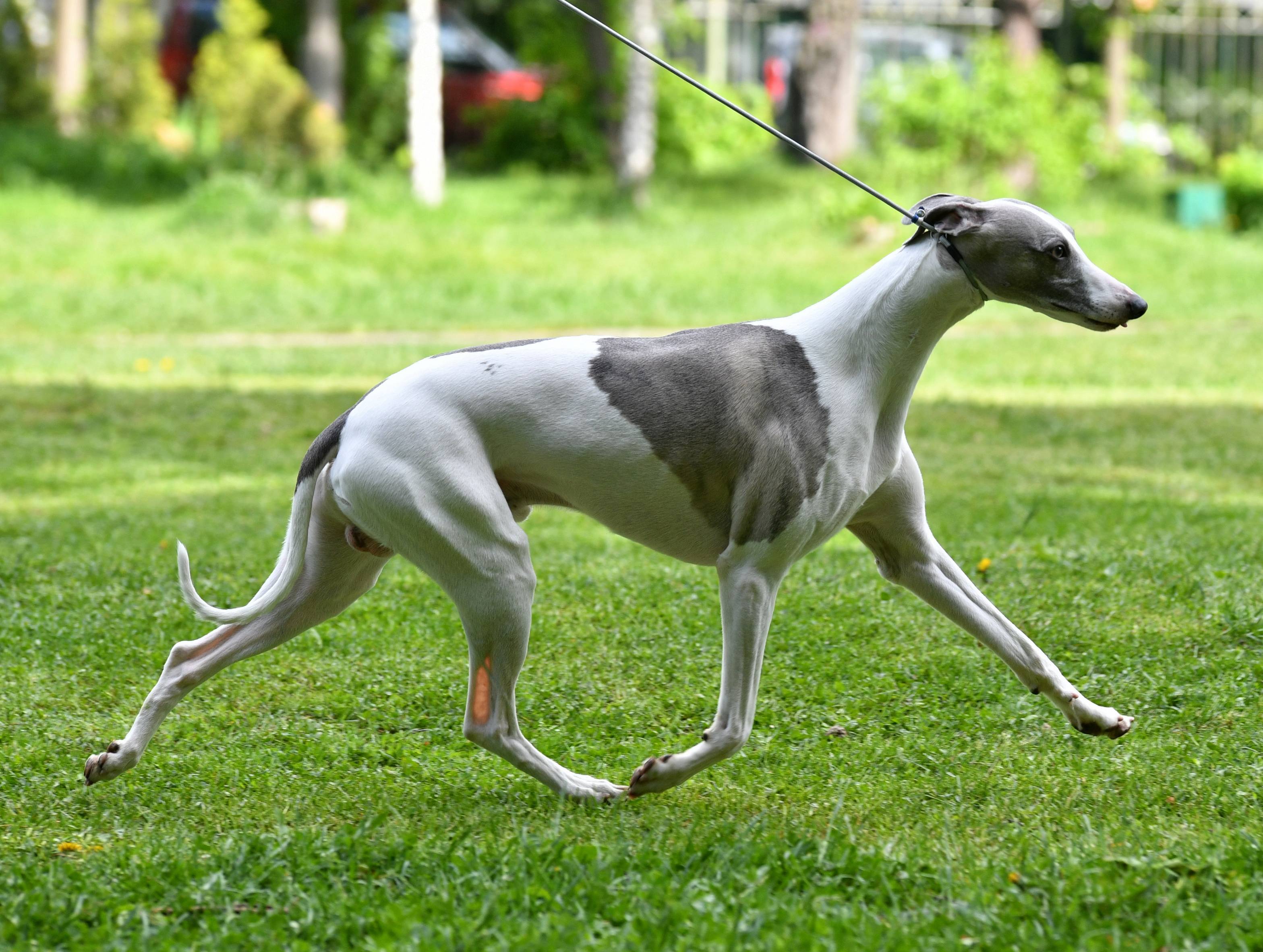 ᐉ самая быстрая собака в мире: рейтинг пород по скорости бега - zoovet24.ru