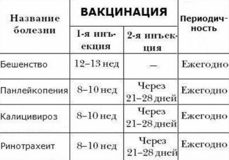 7 признаков глистов у котенка