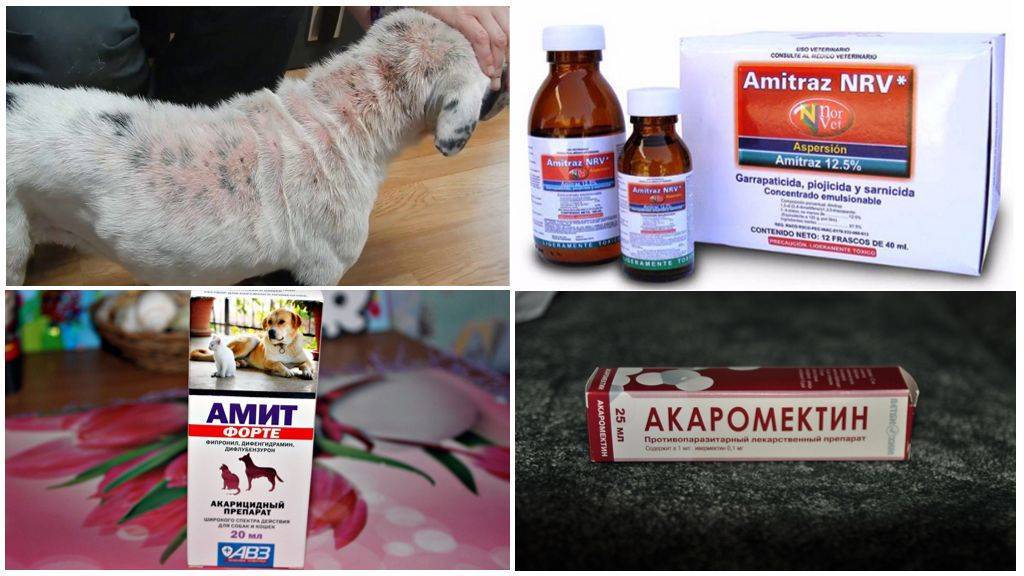 Демодекоз у собак — фото, симптомы и лечение препаратами, профилактика