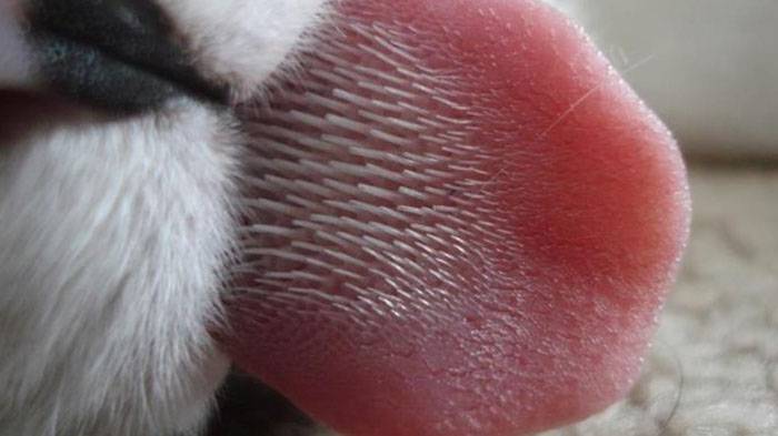 Почему у кошек такой шершавый язык