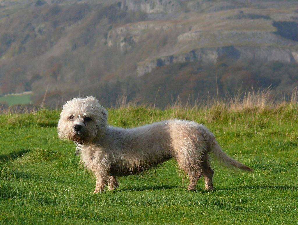 Денди-динмонт-терьер: описание породы собак с фото и видео