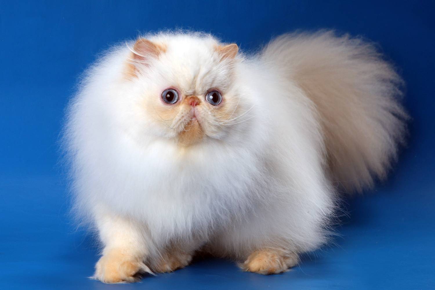 Гималайская кошка: фото, описание, характер, кормление, уход