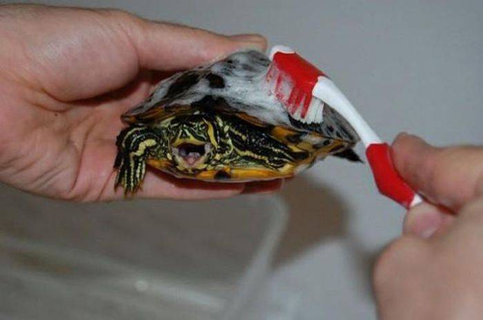 Как мыть красноухую черепаху дома