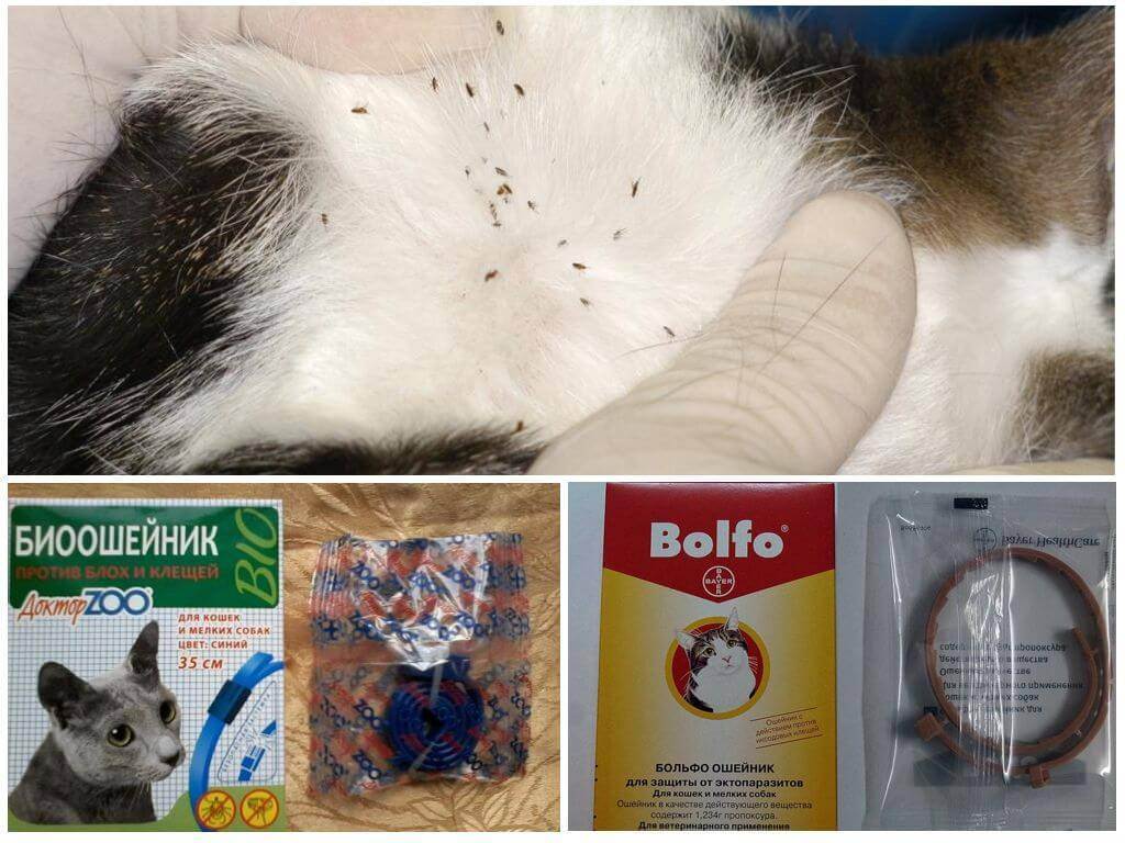 Обзор действенных ошейников против блох для котов: hartz, beaphar, bolfo и барс