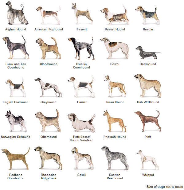 Гладкошерстные породы собак с фотографиями и названиями