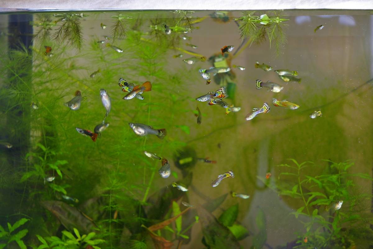 Мутный аквариум: от чего и почему мутнеет вода, причины, как устранить?