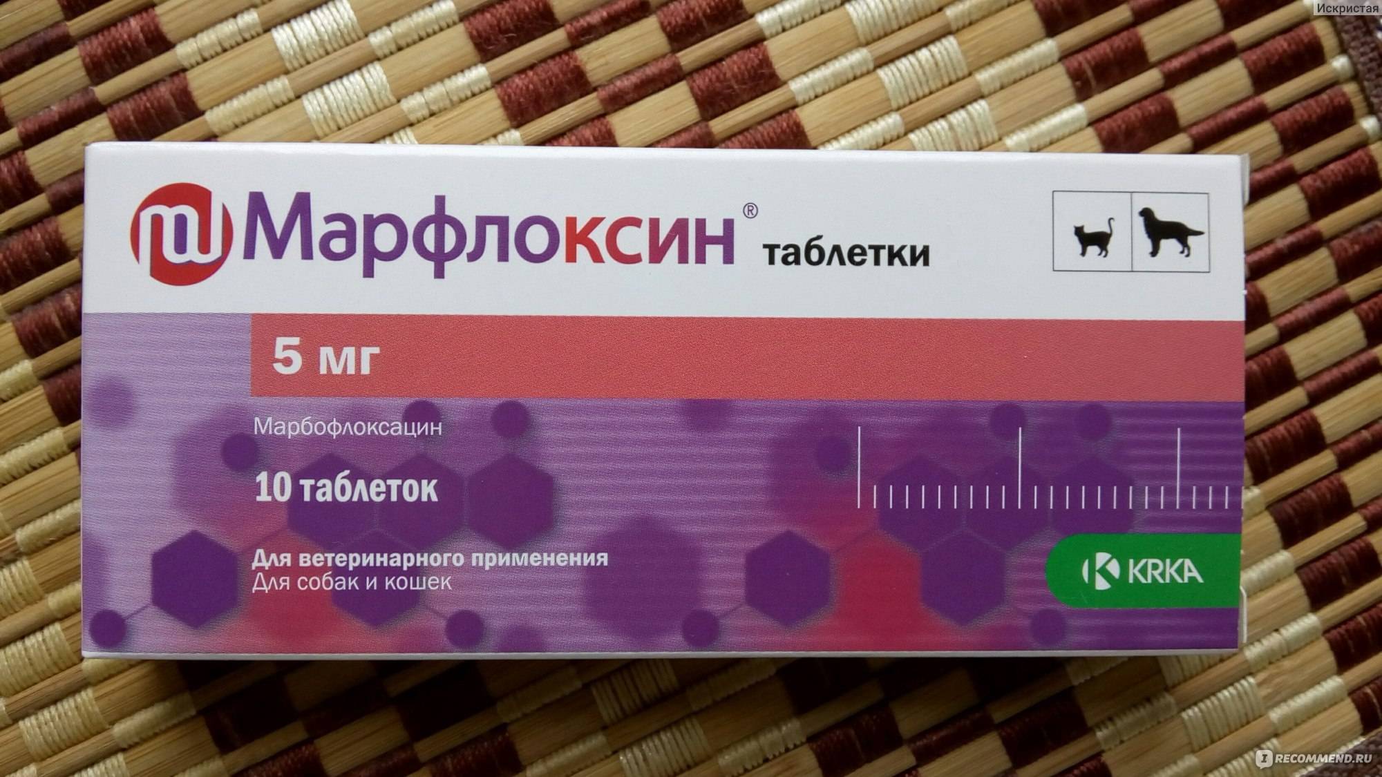 Марфлоксин для кошек